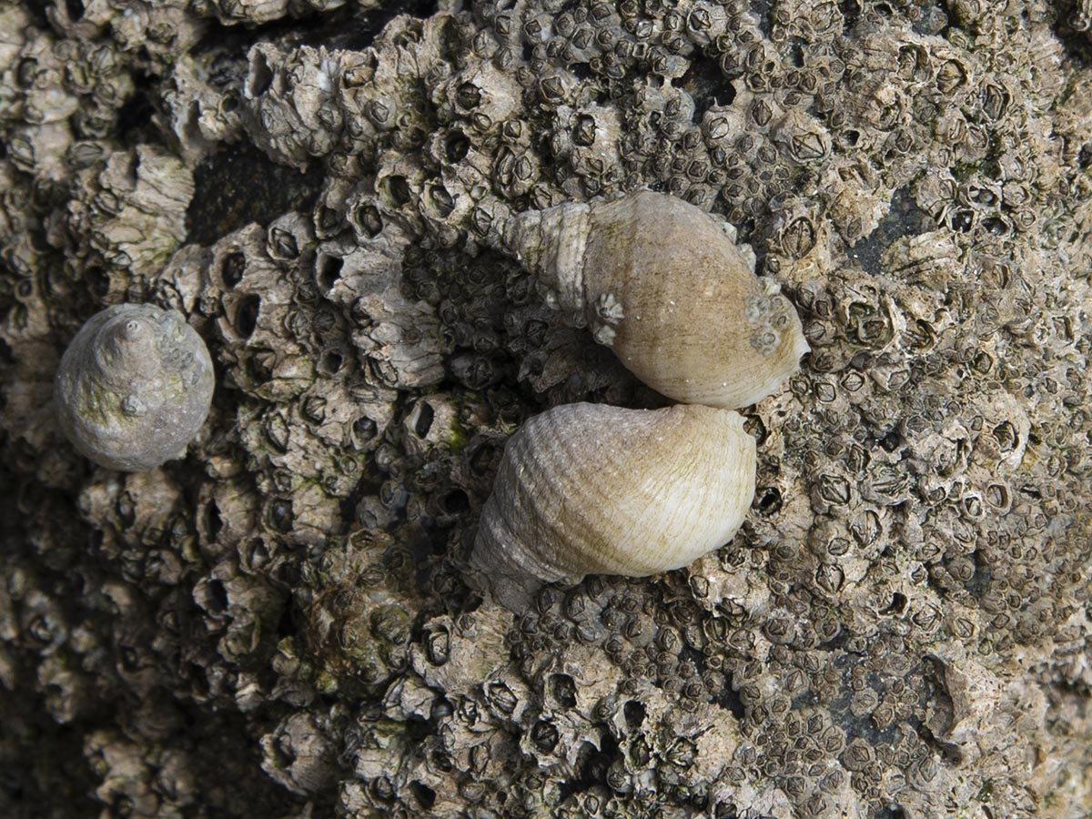 Nucella lapillus